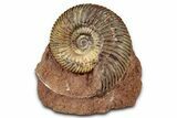 Jurassic Ammonite (Parkinsonia) Fossil - Sengenthal, Germany #334757-1